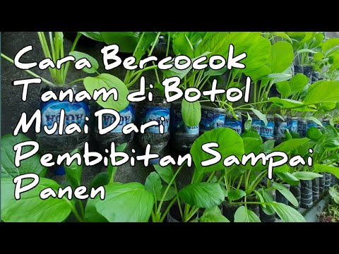 Video: Kebun Sayur Di Dalam Bekas