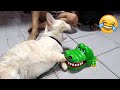 Funny Animal Videos 2023 😹 - Funniest Dogs and Cats Videos 😻 #41