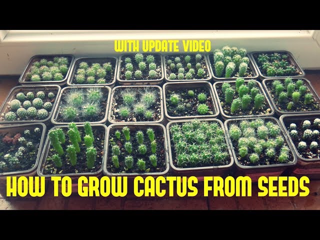 How to Grow Cactus From Seed (With update video)