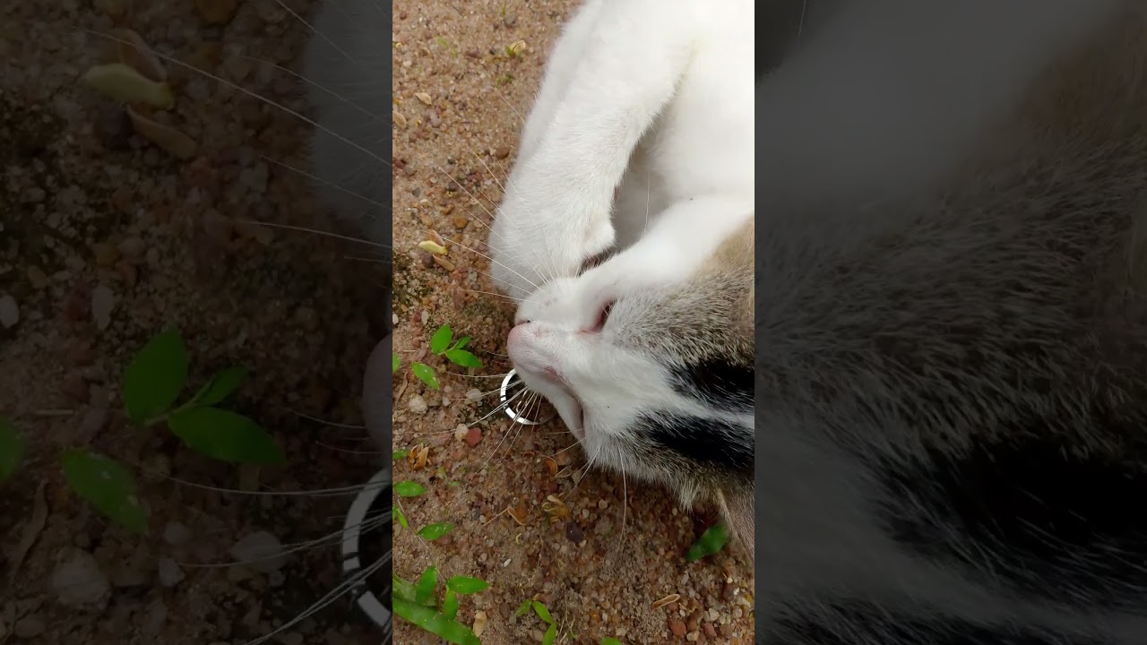 Tiny Tiger vs. My Cute White Cat 🐱🐯 | The Cutest Battle Ever!