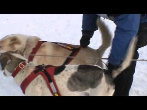 Yukon Quest 2011: Race Start Part 12