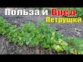 ПОЛЬЗА И ВРЕД ПЕТРУШКИ