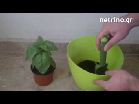 Βίντεο: Blue Spice Basil Πληροφορίες – Πώς να καλλιεργήσετε φυτά βοτάνων «Blue Spice» βασιλικού