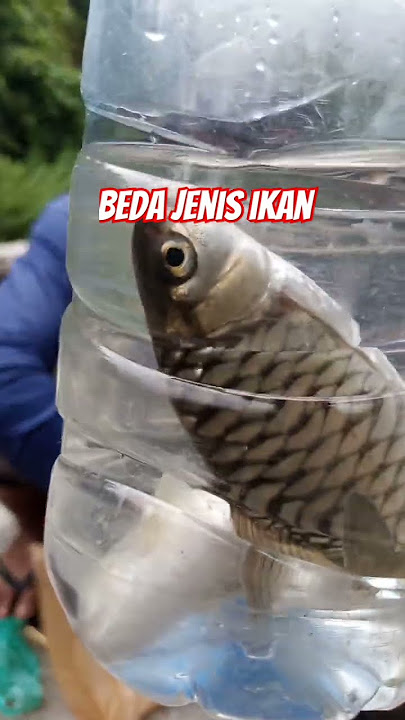 #mancing #fishing #mancingmahseer #mancingmania #ikan #riverfishing #wildfishing #arusderas