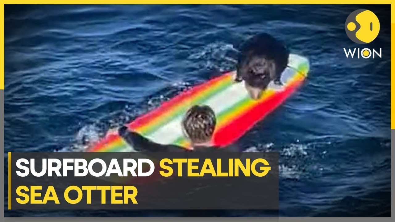 Otter aggressively approaches kayakers off the coast | WION Climate Tracker