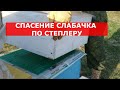 ЧТО ДЕЛАТЬ? ЕСЛИ ВЕСНОЙ 3 УЛОЧКИ ПЧЕЛ /канадский метод Степлера