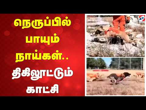 நெருப்பில் பாயும் நாய்கள்.. திகிலூட்டும் காட்சி