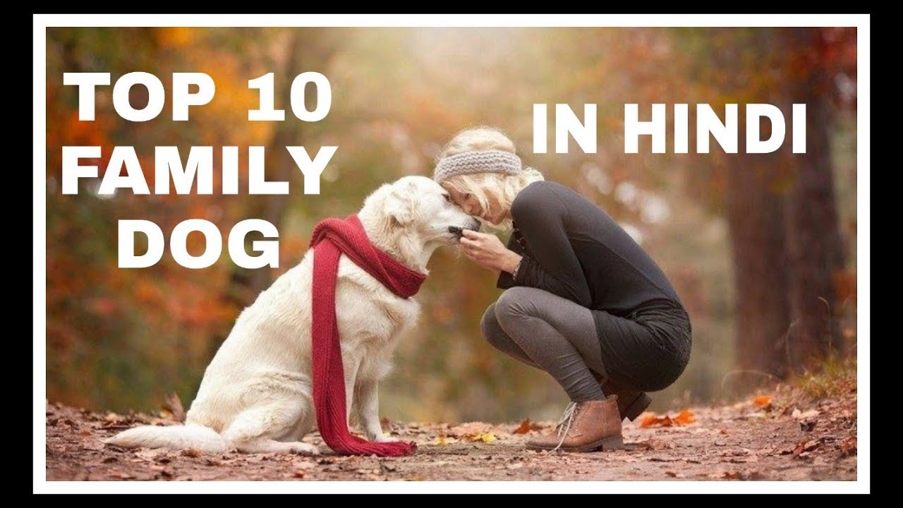 Top 10 Family Dogs In Hindi PET INFO YouTube