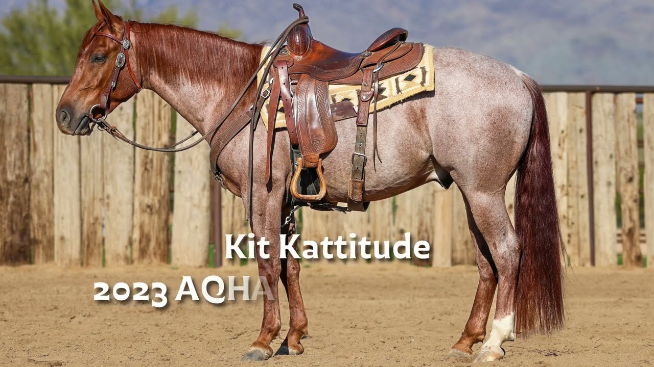 Kit Kattitude- 2023 AQHA Red Roan Gelding