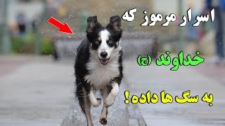 سبحان الله - اسرار مرموز و شگفت انگیز که خداوند (ج) به سگ ها داده است ! | ISA TV