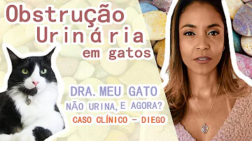 O que causa obstrução urinária em gatos?