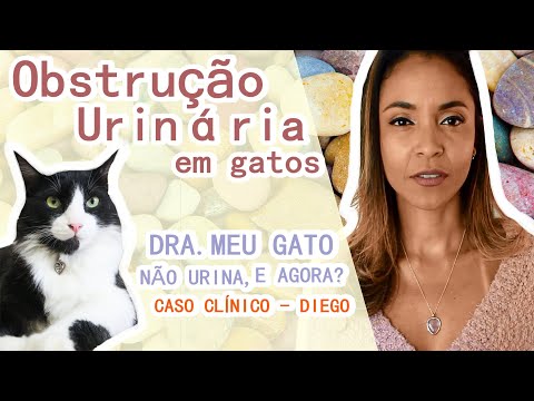 Vídeo: Obstrução Do Trato Urinário Em Gatos