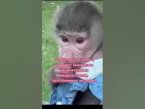 милая обезьянка Люси #животные #обезьяна #обезьянаЛюси - YouTube