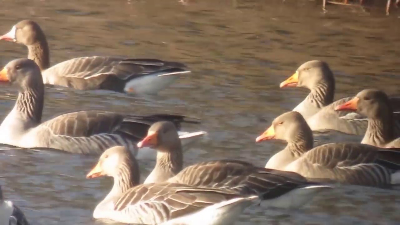 youtube editor apk White-fronted Goose, Cambridge Research Park, Cambridgeshire, January 2017.