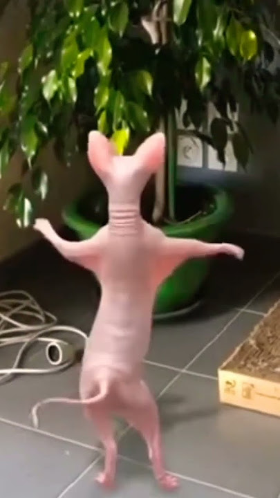 Con mèo nhảy #shorts