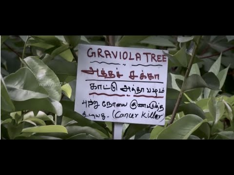 Tips to grow kaatu athaa pazham, a cancer killer | poovali news7 tamil subscribe : https://bitly.com/subscribenews7tamil facebook: http://fb.com/news7tam...
