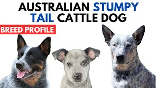 Australian Stumpy Tail Cattle Dog Breed Profile History  Price  Traits  Stumpy Tail Grooming Needs