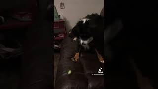 Cute Aussie doesn’t like cucumbers