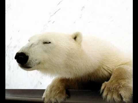 Polar Bears photographed by Pat Toth-Smith