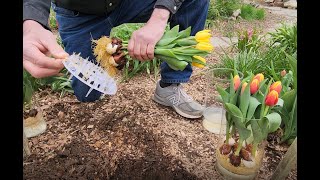 HYDROPONIC tulip bulbs, how to keep alive after bloom, aftercare. (Tulips/Daffodils grown in water)