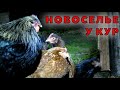 Куры заселились в новый дом