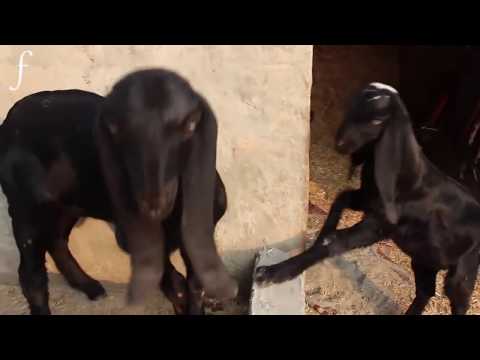 cute-and-funny-baby-goat-kids-screaming-|-new-hd