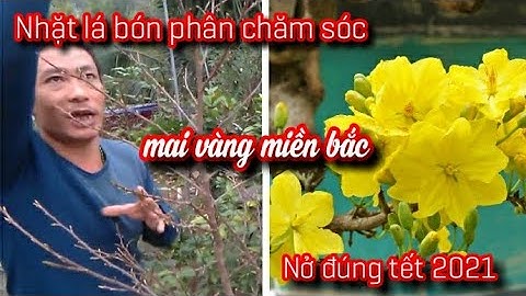 Nhặt lá bón phân chăm sóc cây mai vàng miền bắc nở đúng tết