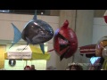 Angry Birds Air Swimmers at the New York Toy Fair! (by William Mark Corporation)