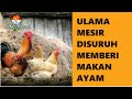 Ulama Mesir Disuruh Memberi Makan Ayam ||Cerita Keramat|| Syeh Haiwah bin Syarih