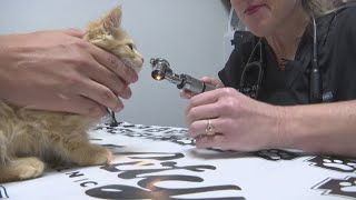 Kitten rescued from car engine with help from kind mechanic