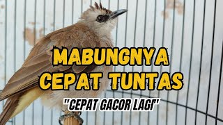 PERAWATAN BURUNG TRUCUKAN SAAT MABUNG SUPAYA CEPAT TUNTAS