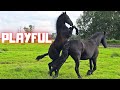 2 newbies @Stal G!! | Playful foals | Dentist | Good help | We need luck! | Friesian Horses