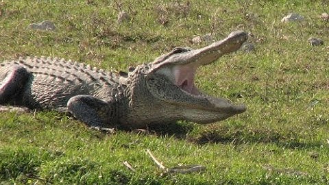 A Proper Channel Trailer