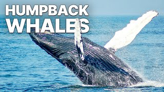 Gigantic Humpback Whales
