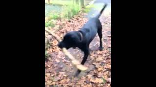 Simmy the black Labrador gets his big stick across the railway tracks.