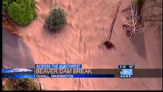 Beaver dam breaks, floods homes in Duvall, Wash.