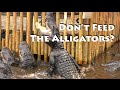 St Augustine ~ Alligator Farm & More