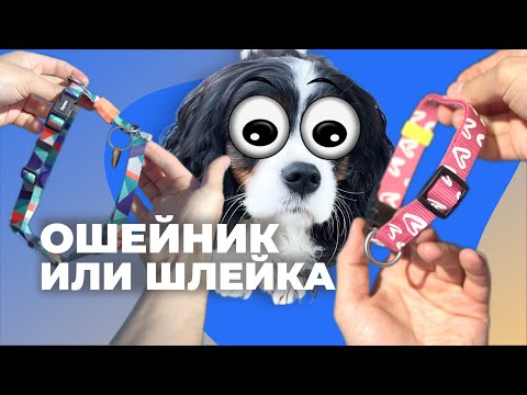 ЛУЧШАЯ АМУНИЦИЯ ДЛЯ ВАШЕЙ СОБАКИ 🐕 Что лучше для щенка, ошейник или шлейка? 🐩 На чем тянет поводок?