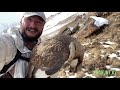 Охота на гималайского улара. Hunting Himalayan snowcock in Kazakhstan