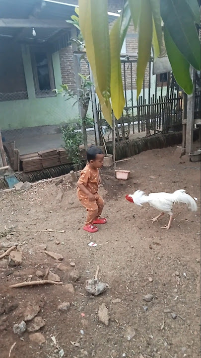 bermain dengan pitik jago putih. #bangkok #aseel