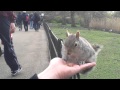 Squirrel in hand St. James Park.