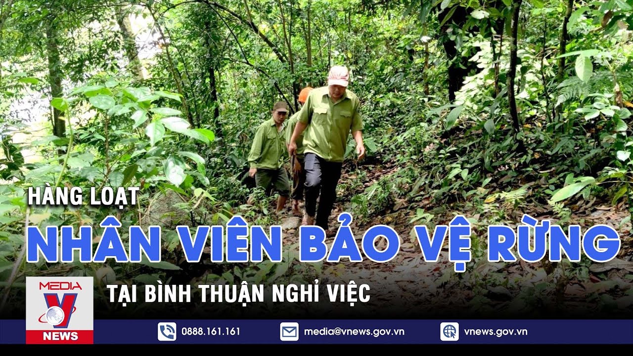 Hàng loạt nhân viên bảo vệ rừng tại Bình Thuận nghỉ việc - VNEWS ...