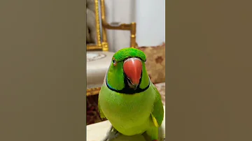 ببغاء يتكلم 