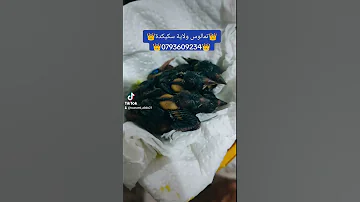 لي جان مقنين للبيع شتلة تهدر 