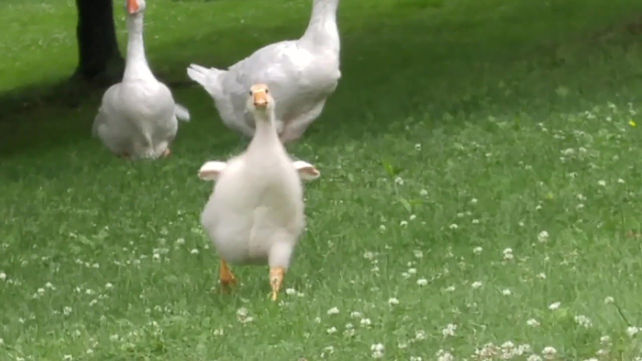 ⁣Happiness is a Gosling recognizing you, and running excitedly towards you. His name is Sam btw :)