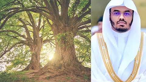 سورة يوسف بصوت القارئ الشيخ/ياسر الدوسري 