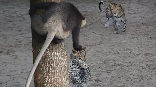 Tragic Moment! Monkey Hunt Baby Leopard in its Mother's Absence