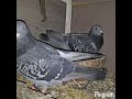 The whole flock