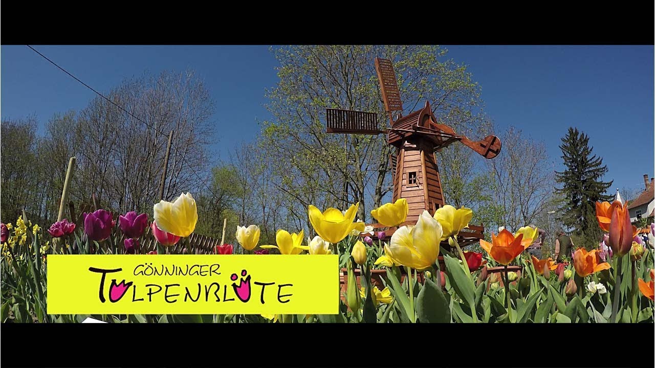 Gönninger Tulpenblüte 2018