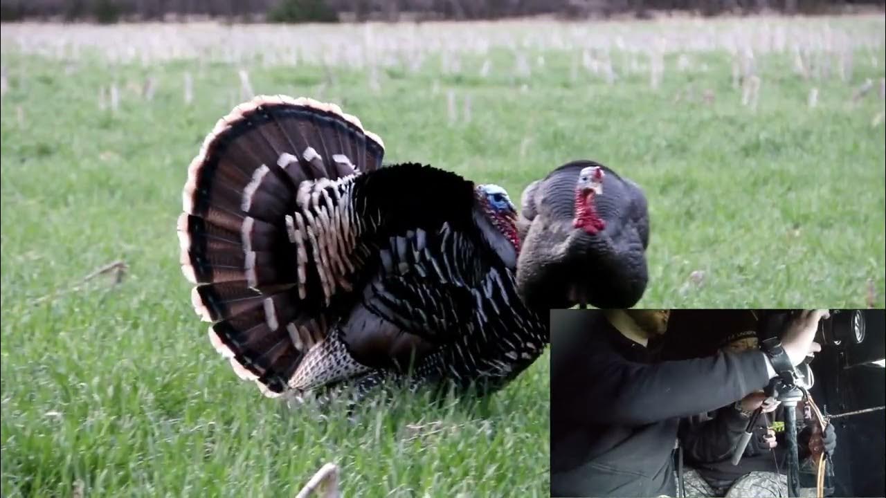Kansas Archery Turkey Hunt 2021 YouTube